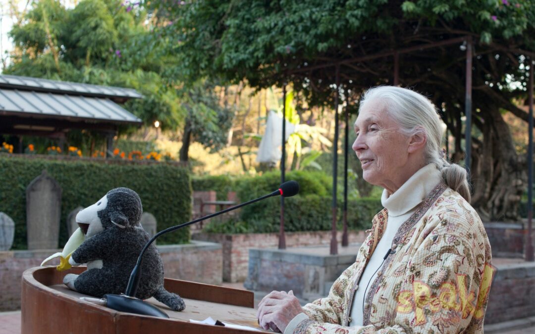 angol hírességek Jane Goodall