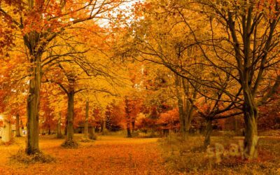 Őszi szókincs – 20 angol kifejezés, amit érdemes ismerned